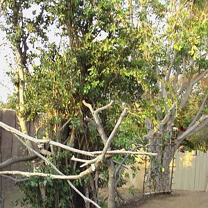 San Diego Zoo - Sloth Enclosure