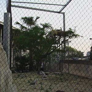 San Diego Zoo - Secretary Bird