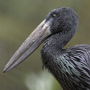 African open-billed stork