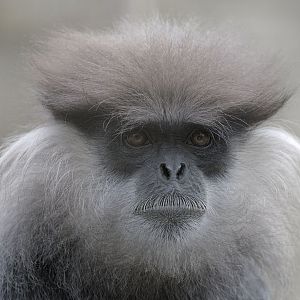 Purple-faced langur