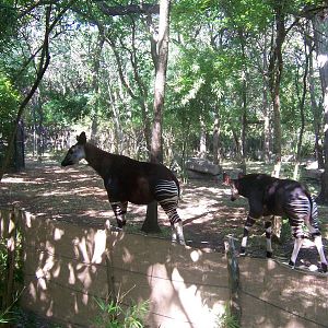 Okapi