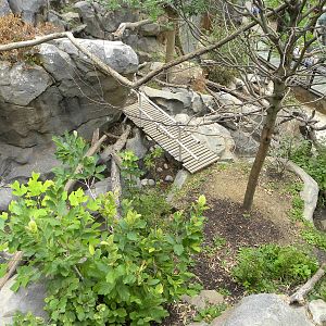 great red panda exhibit