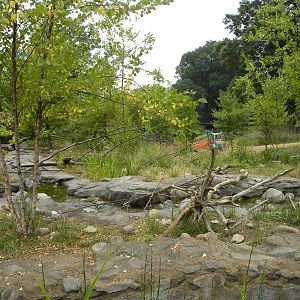 very good asian small clawed otter exhibit