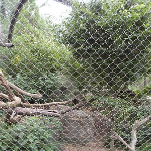 clouded leopard exhibit