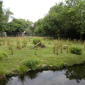 very good cheetah exhibit