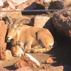 Barbary Sheep and day old lamb