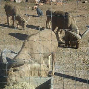 Barbary sheep