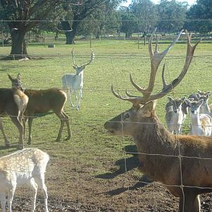 Red and Fallow Deer