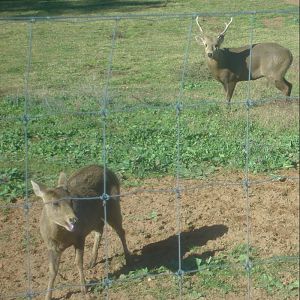 Hog Deer