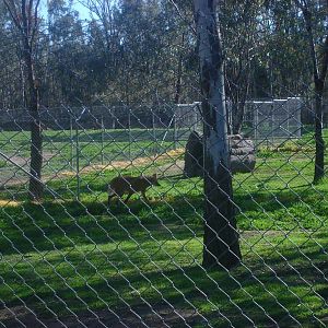 Mained Wolf enclosure