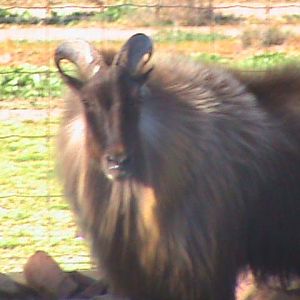 Tahr