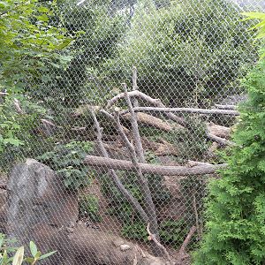 very good clouded leopard exhibit