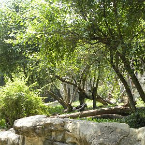 spectacled bear exhibit