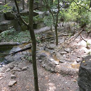 beaver exhibit