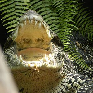 cuban crocodile