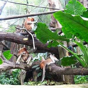 Proboscis Monkey Bachelor Troop, Singapore Zoo