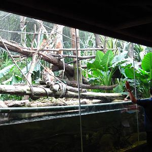 Proboscis Monkey Bachelor Troop Exhibit, Singaproe Zoo