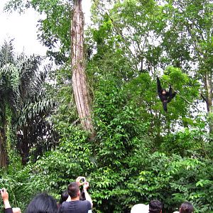 Siamang, Treetops Trail - Singapore Zoo
