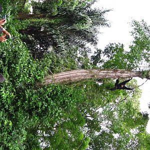 Siamang, Treetops Trail - Singapore Zoo