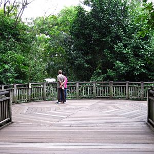 Treetops Trail - Singapore Zoo