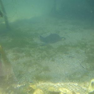 ray in aquarium in play area