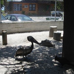 Pelicans and friends