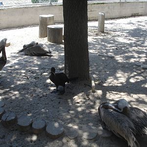 Pelicans and friends