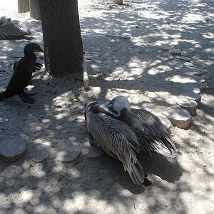 Pelicans and friends