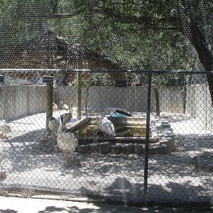 Pelicans and friends