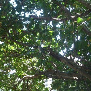 Black Crowned Night Heron?