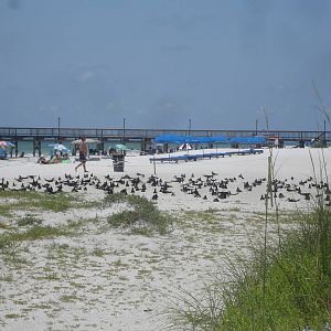 Protected nesting site - adjacent to sanctuary
