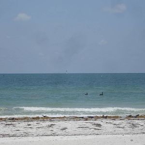 Protected nesting site - adjacent to sanctuary
