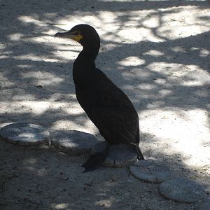 Double-Crested Cormorant