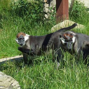 Cherry Crowned Mangabeys, Mangabey Forest