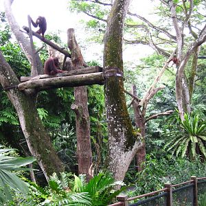Free-ranging Orang Utans, Singapore Zoo