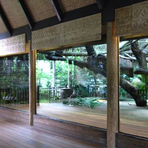 Sumatran Orang Utan Exhibit, Singapore Zoo