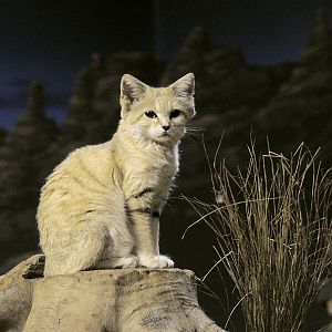Sand cat
