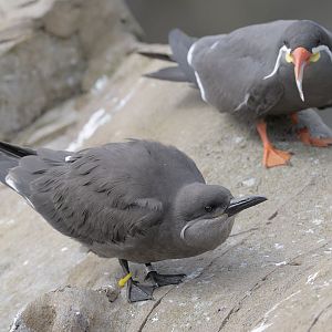 Inca terns