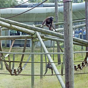Orangutan enclosure (+ Gordon)