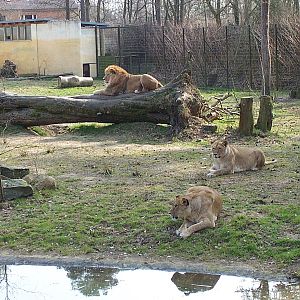 Lion Enclosure