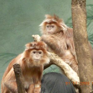 Langur Monkeys