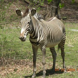 Grevy Zebra