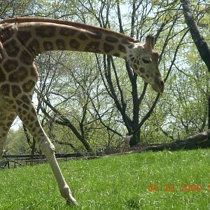 Giraffe