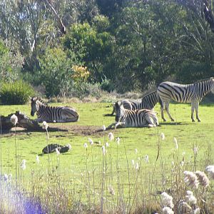 Zebra on Island - July, 2009