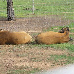 Congo Buffalo - July, 2009