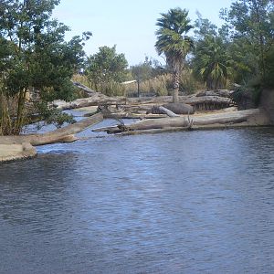 Bull Hippo Dam - July, 2009