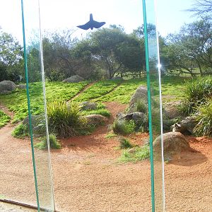 Cheetah Exhibit - July, 2009