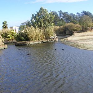 Hippo Family Dam - July, 2009