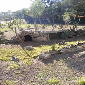 African Hunting Dog Exhibit - July, 2009