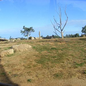 Lion Exhibit - July, 2009
